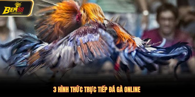 3 hình thức chọi gà điển hình nhất hiện nay