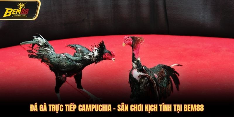 Đá gà trực tiếp Campuchia