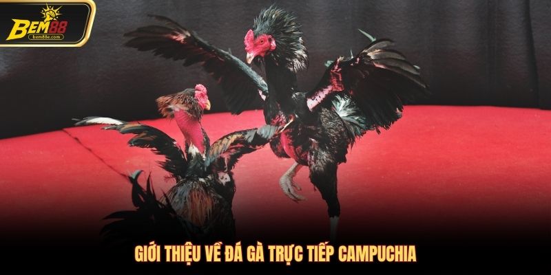 Giới thiệu vài nét về đá gà trực tiếp Campuchia