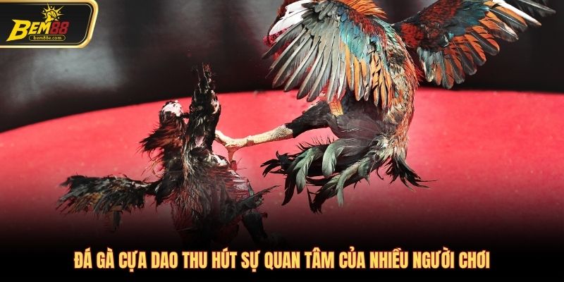 Hình thức cựa dao thu hút lượng lớn người tham gia