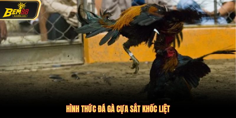 Hình thức đá gà cựa sắt khốc liệt