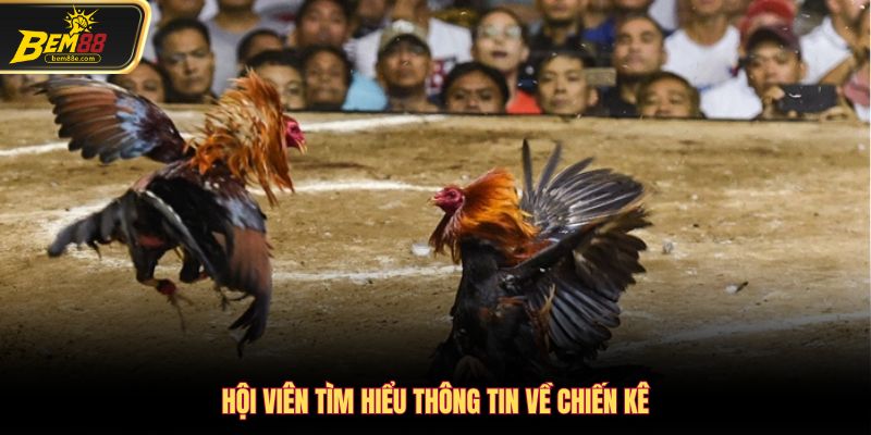 Hội viên tìm hiểu thông tin về chiến kê