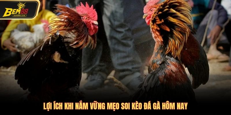 Lợi ích khi áp dụng mẹo soi kèo đá gà hôm nay