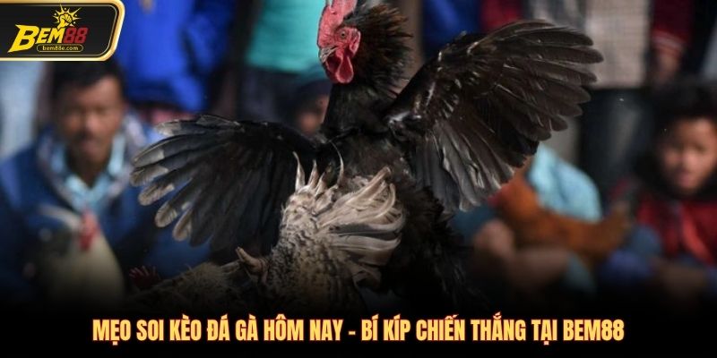 Mẹo soi kèo đá gà hôm nay