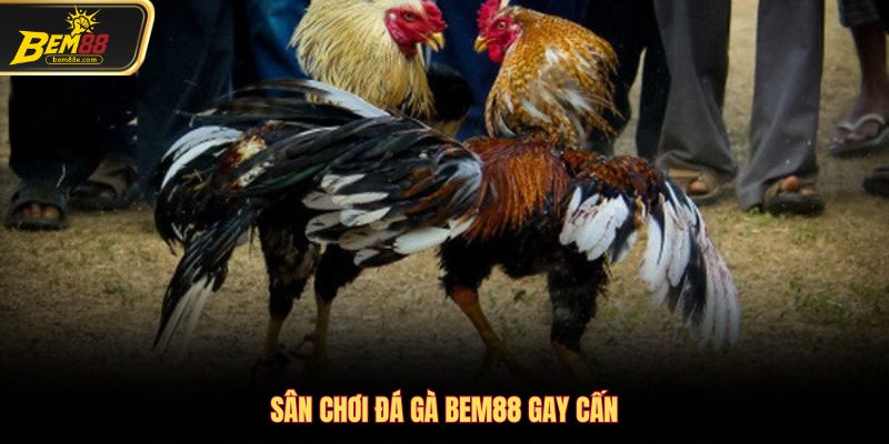 Sân chơi đá gà Bem88 gay cấn