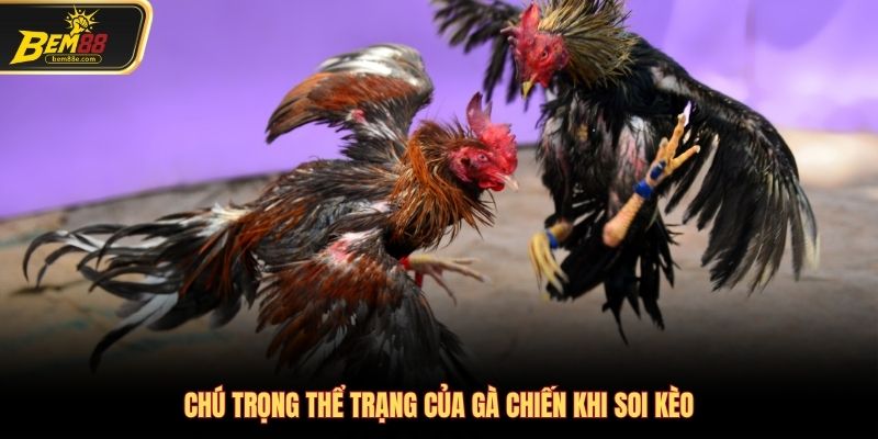Thể trạng của gà cần được chú trọng khi soi kèo