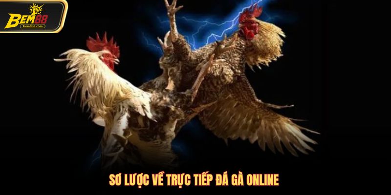 Tổng hợp về trực tiếp đá gà dành cho bạn