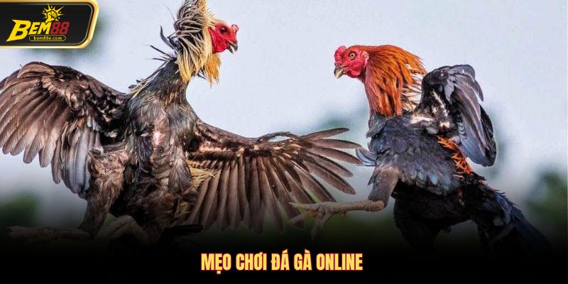 Trực tiếp đá gà online và mẹo chốt cược cực chuẩn