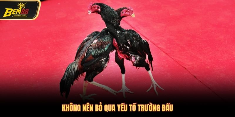 Yếu tố trường gà không nên bỏ qua